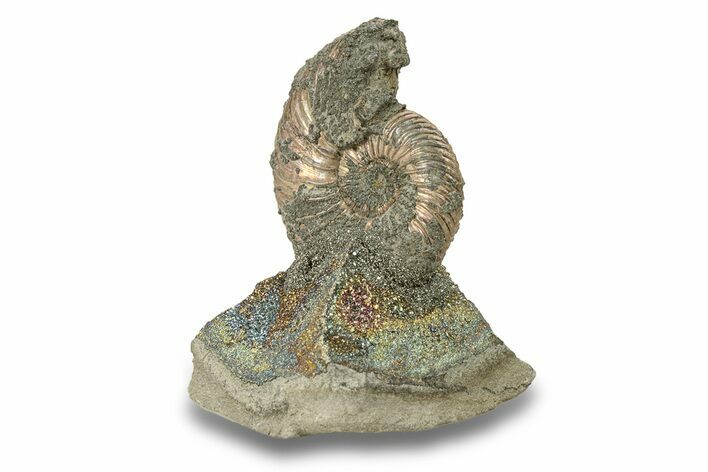 Iridescent, Pyritized Ammonite (Quenstedticeras) Fossil Display #266854